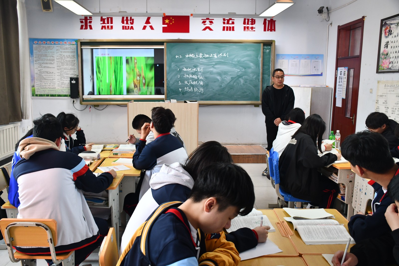 水稻主要病虫害识别