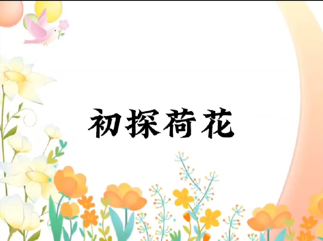 大五班本土资源《初探荷花》2025.4.30
