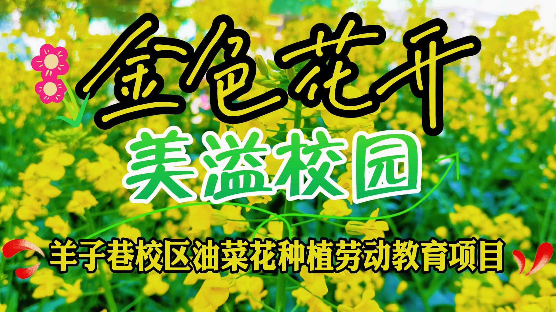 金色花开 美溢校园——羊子巷校区油菜花种植劳动教育项目化实践活动掠影